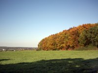 Bad Münstereifeler Wald
